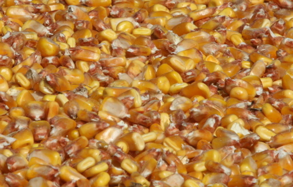 biopaliwa, produkcja biopaliw, biodiesel, bioetanol, biopaliwa pierwszej generacji