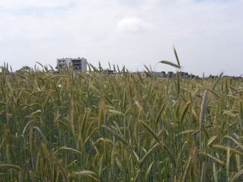 orlen, biopaliwa, produkcja, zboże, obajtek