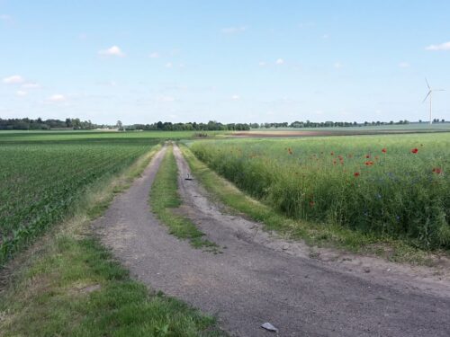 rada ministrów, rząd, projekt, rozporządzenie, pomoc, oleiste, zboże, kukurydza, skup