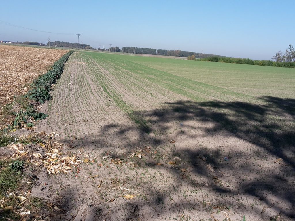 imgw, temperatura, ciepło, klimat, pogoda, anomalie, meteorologia