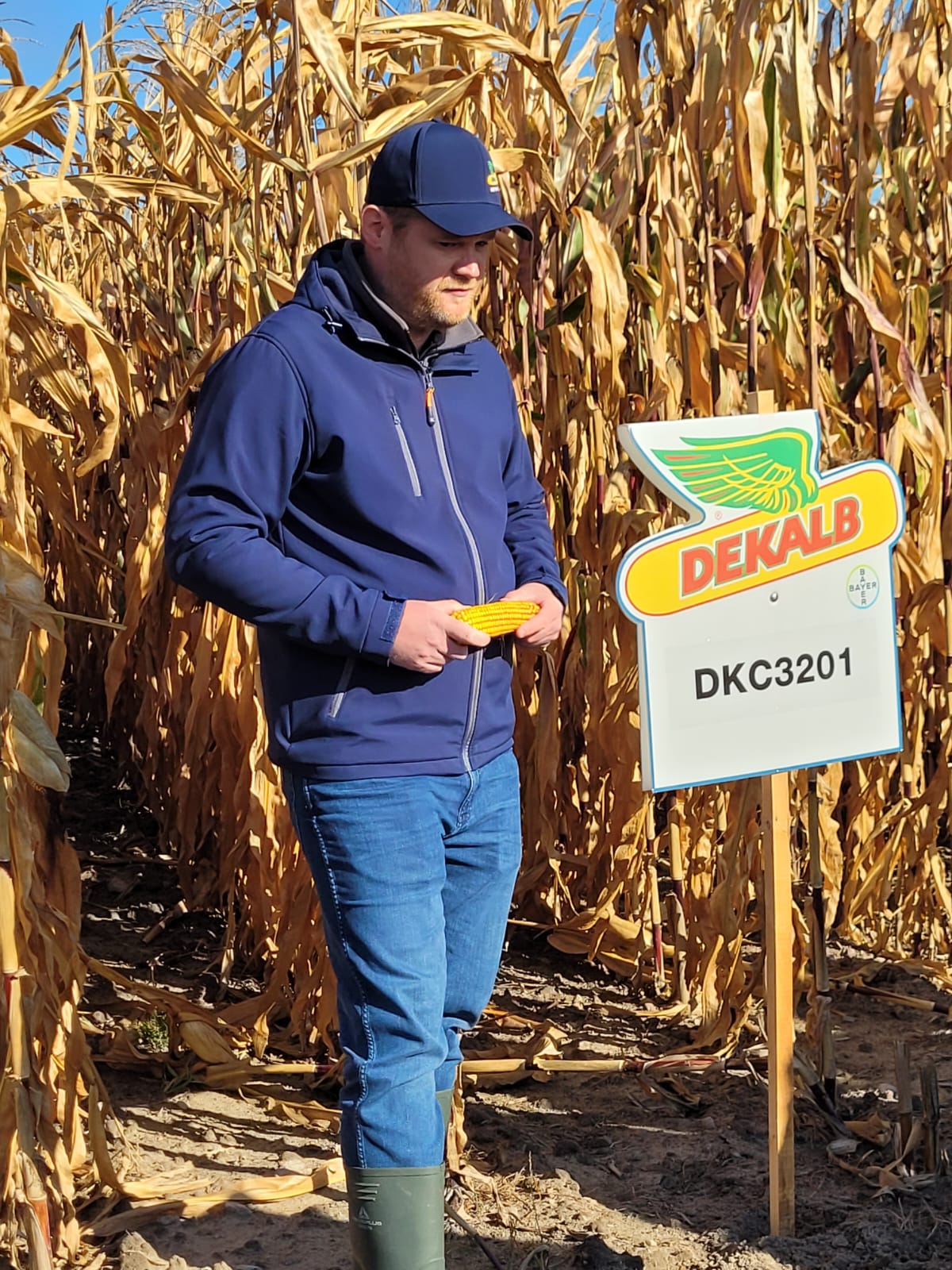 spotkania polowe firmy Bayer, Strzeszkowice Duże, rzepak ozimy Dekalb