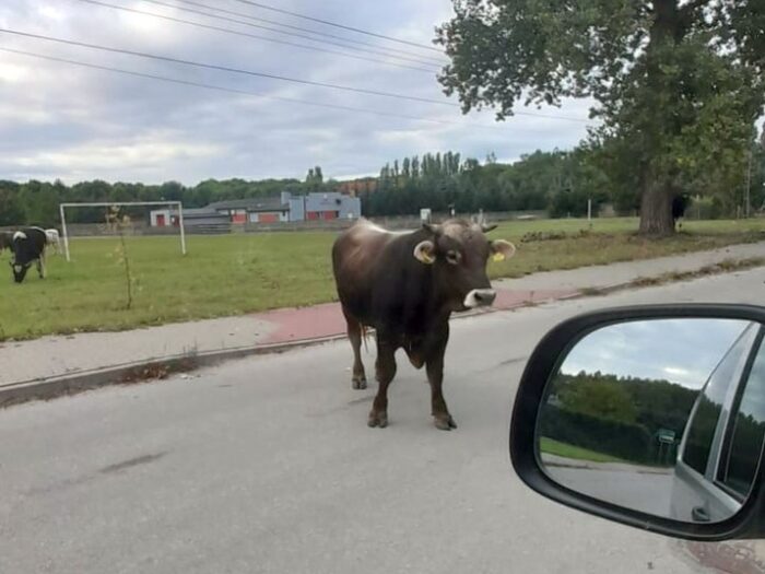 kpp zduńska wola, ucieczka, zagroda, byki, właściciel, trzymanie zwierząt, koń, odpowiedzialność