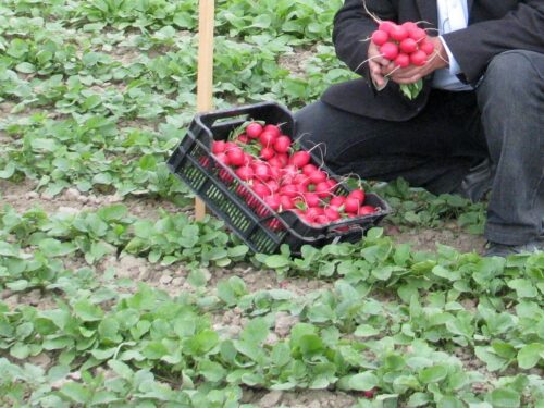 mrirw, resort rolnictwa, rolniczy handel detaliczny, rhd, przetwórstwo, małe przetwórstwo, targowisko