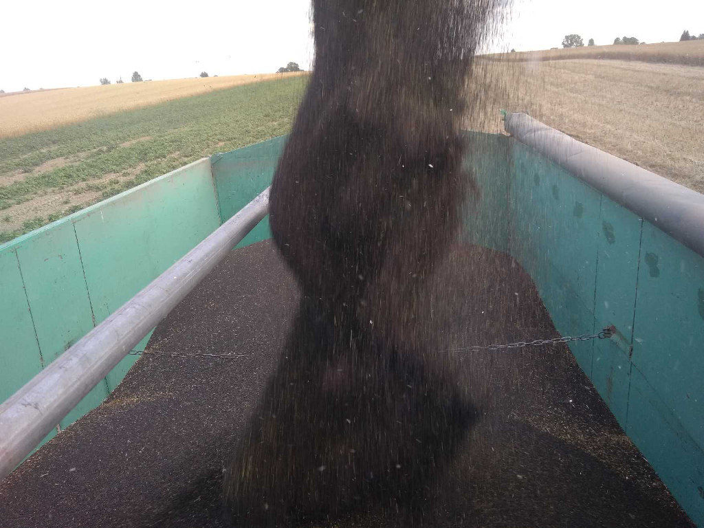rzepak, zbiory rzepaku, przerób rzepaku, zasiewy rzepaku