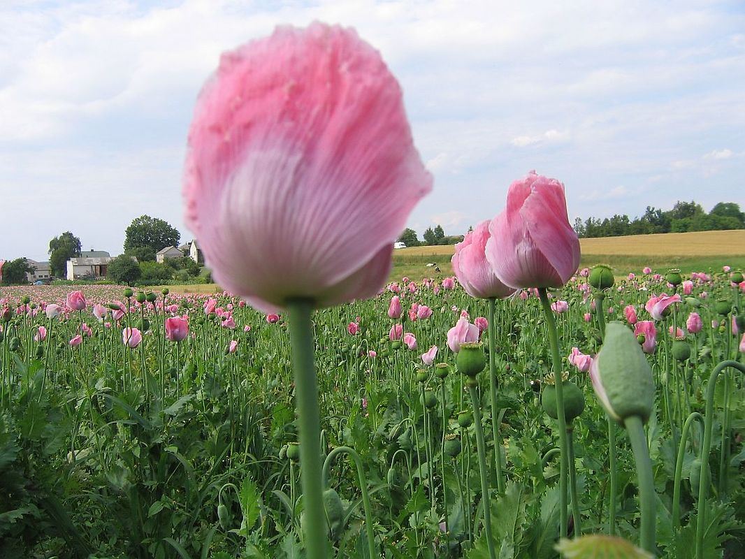 afganistan, mak, talibowie, uprawa, opium