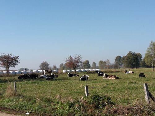 prawo, projekt, rozporządzenie, sumy ubezpieczeń, ubezpieczenia, uprawy, zwierzęta