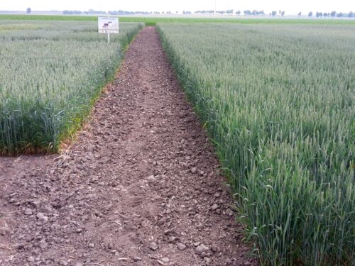 kowr, spółka, akcje, inwestycje, agri-tech, uprawa, technologie