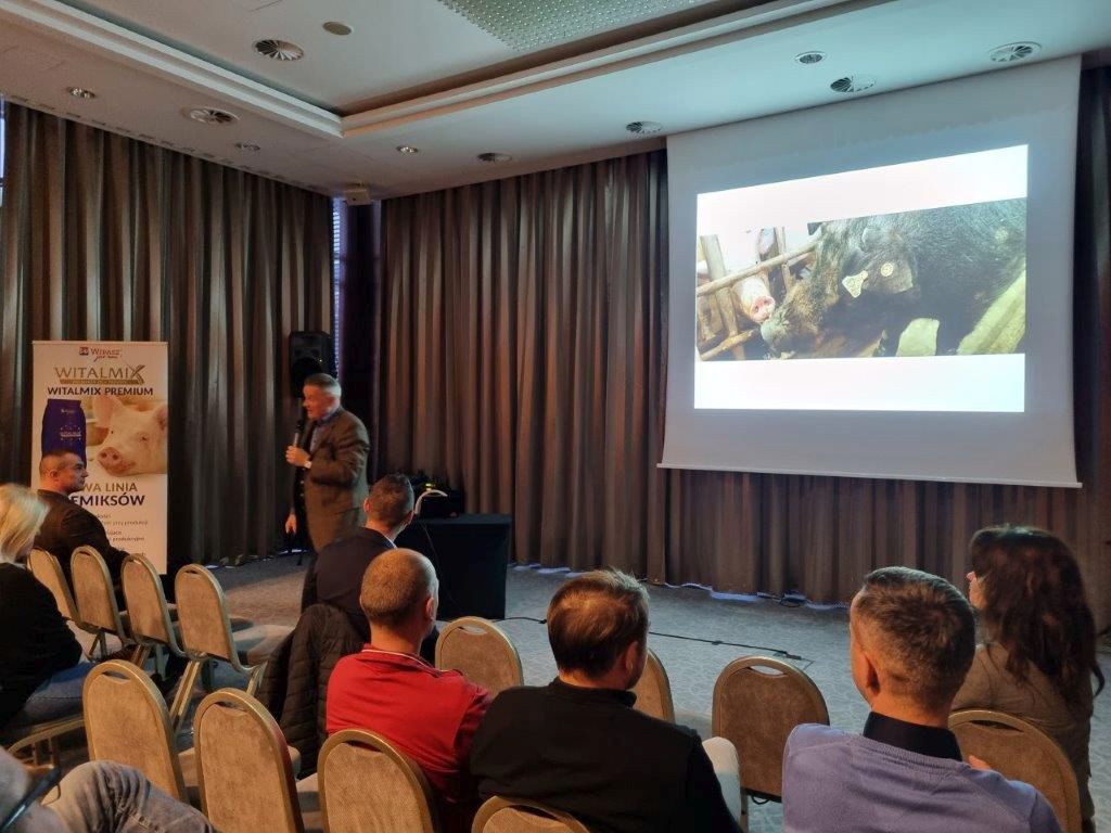 Wipasz, akademia dla producentów prosiąt, prosięta, maciory, lochy, stado podstawowe, pasze, pasze dla świń