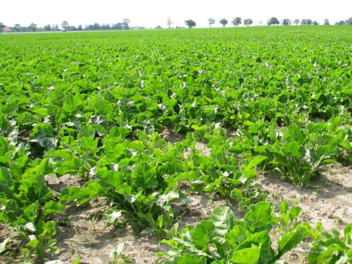 zagórski, kgs, buraki cukrowe, plantatorzy
