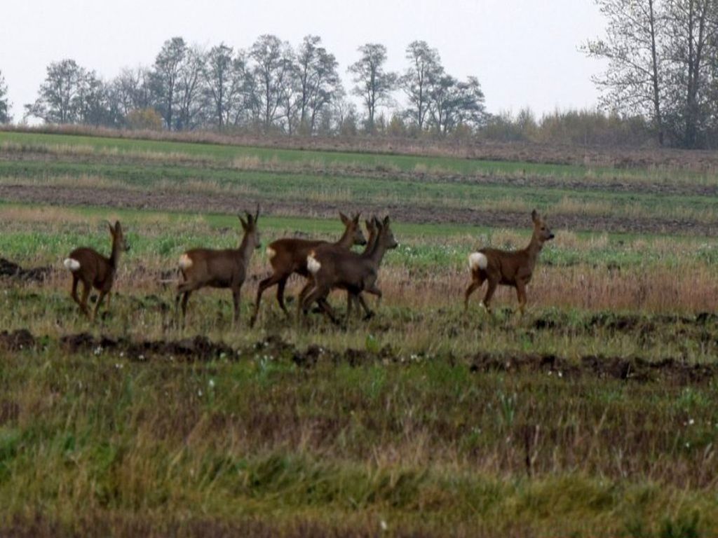 izby rolnicze, samorząd rolniczy, szkody łowieckie, odszkodowania