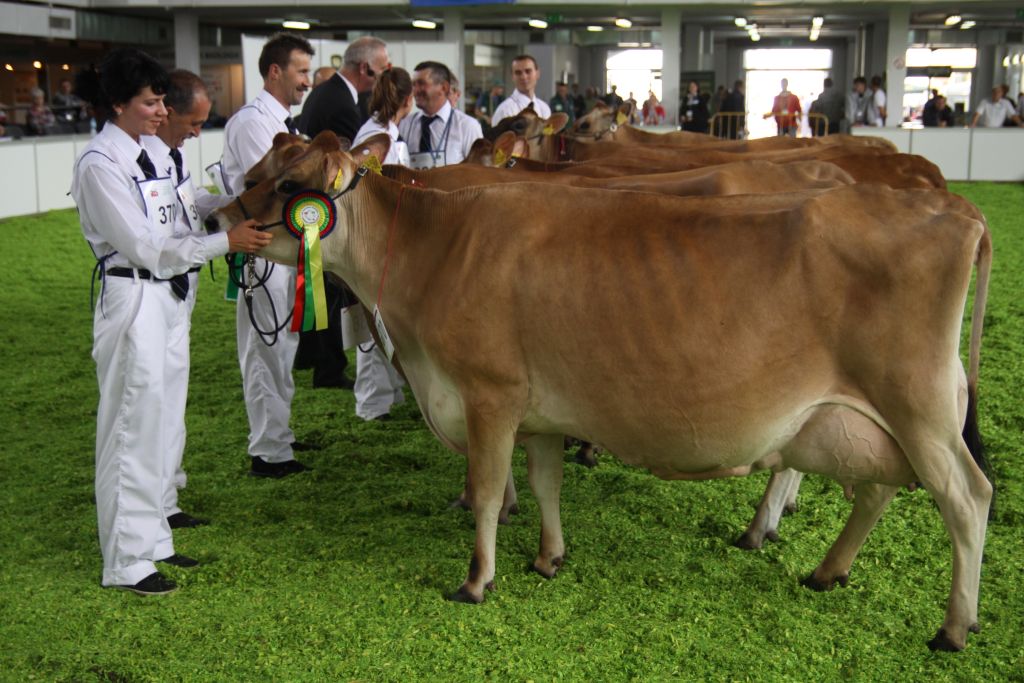 urszula białobok, krowy rasy jersey, Stadnina Koni Michałów, krowy mleczne, konie arabskie, bydło mleczne, wystawy bydła