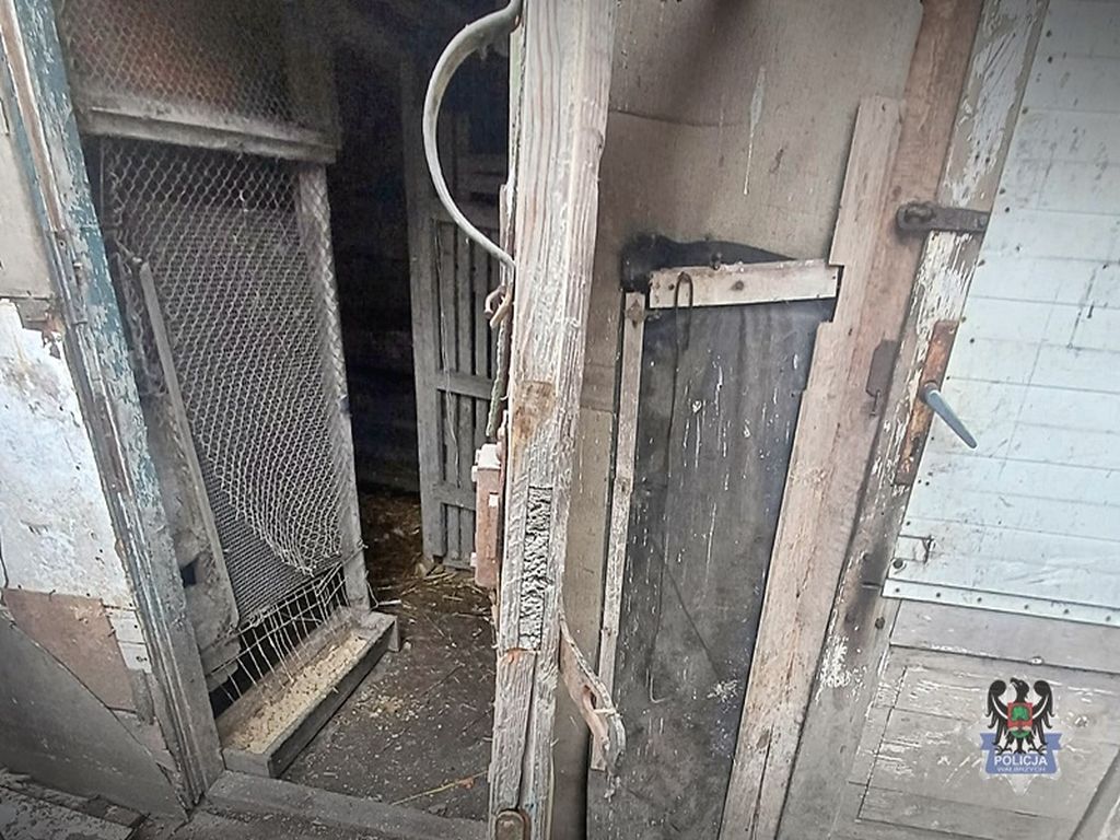 kmp wałbrzych, złodziej, kradzież, kurnik