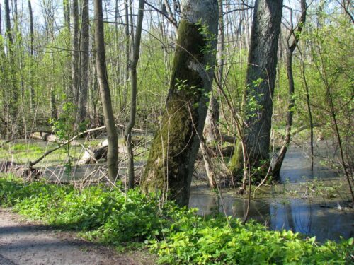 ue, odbudowa przyrody, siedliska przyrodnicze, rolnicy