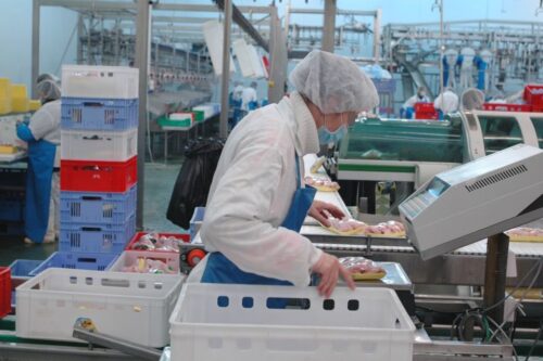 drób, eksport drobiu, produkcja drobiu, mięso drobiowe