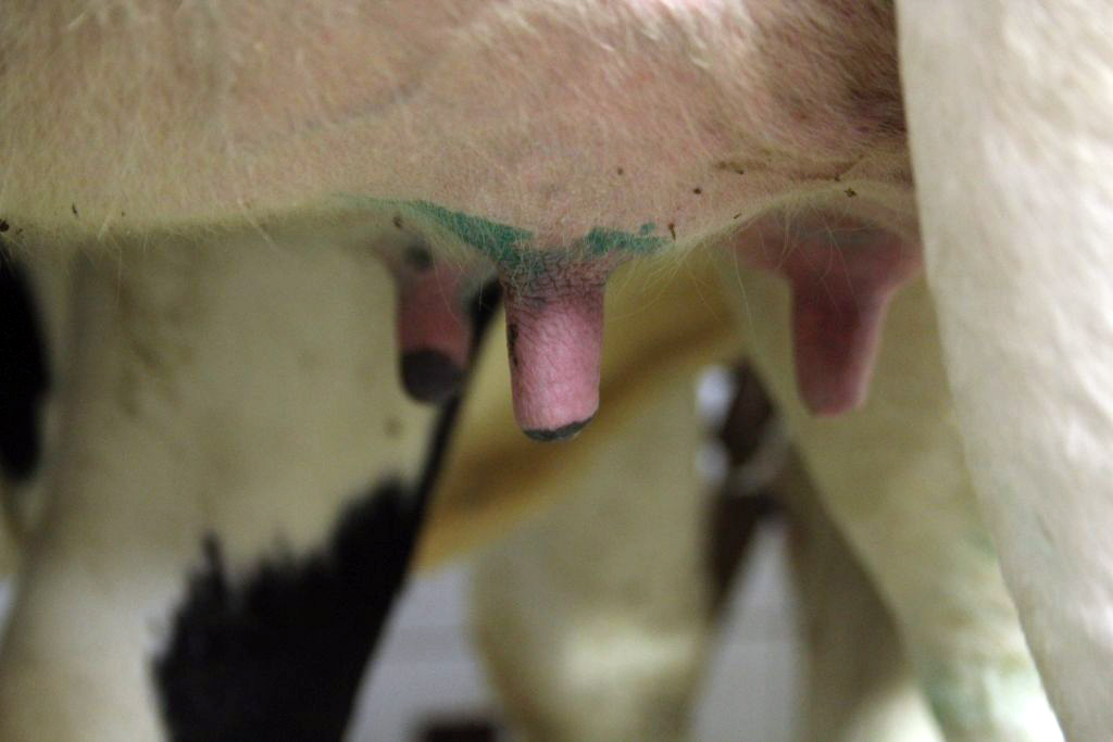 mastitis, zapalenie wymienia, Cid Lines, higiena przedudojowa, higiena poudowjowa, wymię, strzyki, dipping, piana,