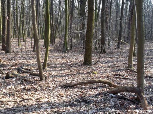 puszcza białowieska, puszcza, samorządowcy, mieszkańcy