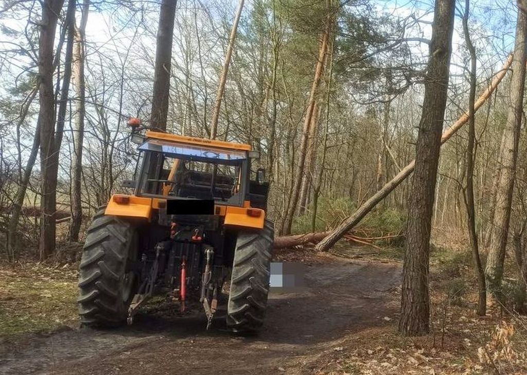 kpp ryki, wypadek, prace leśne, wycinka drzewa