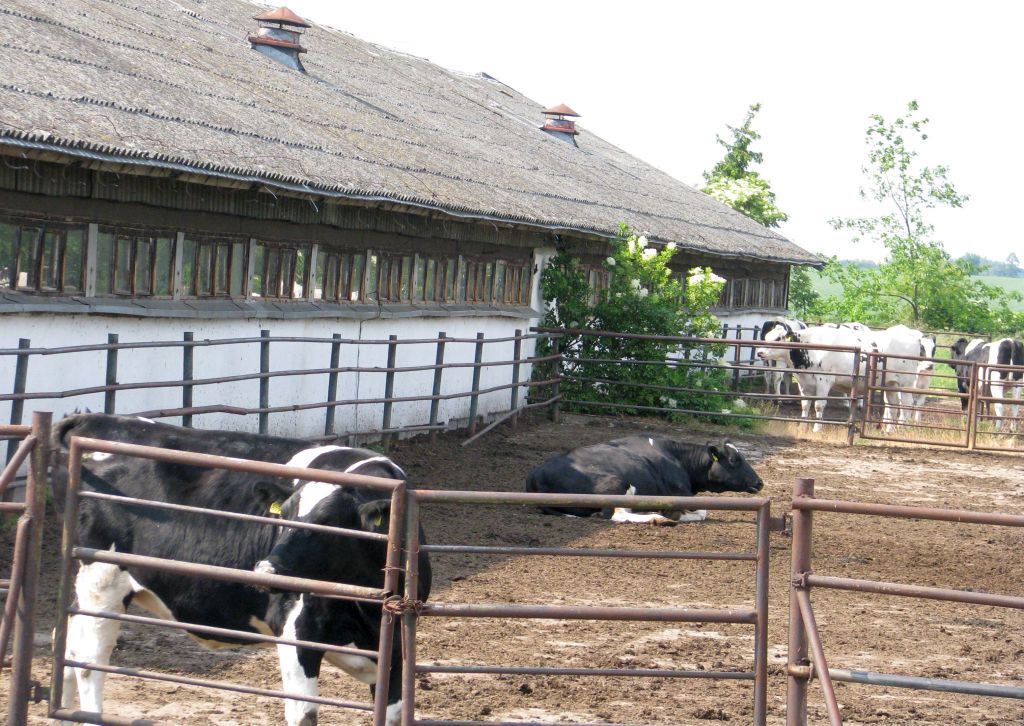 dopłaty bezpośrednie, ekoschematy, dobrostan zwierząt, arimr