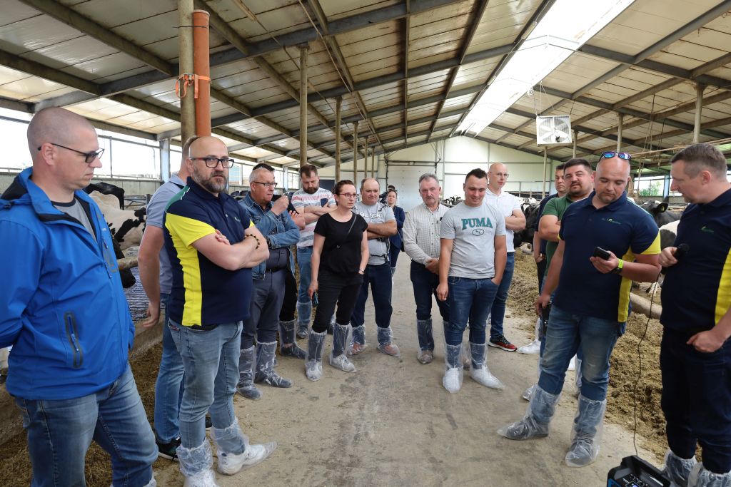 Agrifirm, koncept constant feeding, bydło mleczne, żywienie bydła
