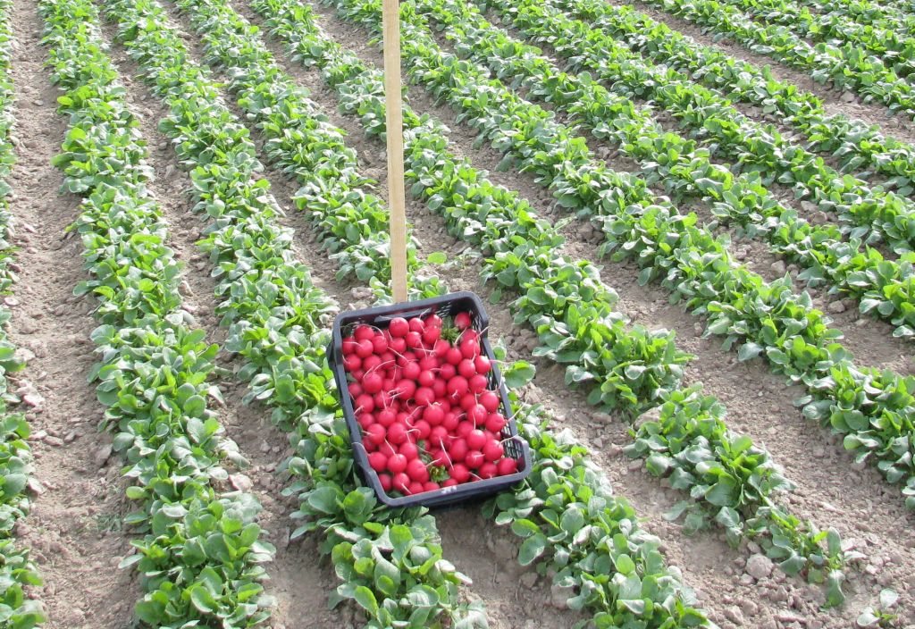 agencja, producenci owoców, producenci warzyw, organizacje producentów, siła wyższa