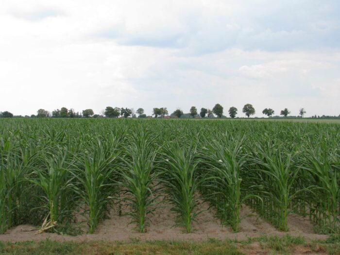 naukowiec, gmo, uprawy gmo, przepisy