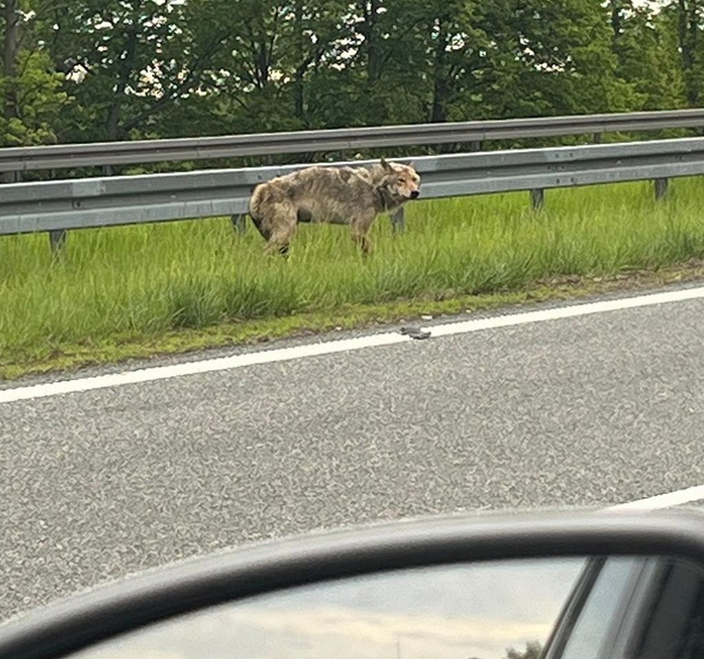policja, wilk, potrącony wilk, ranny wilk