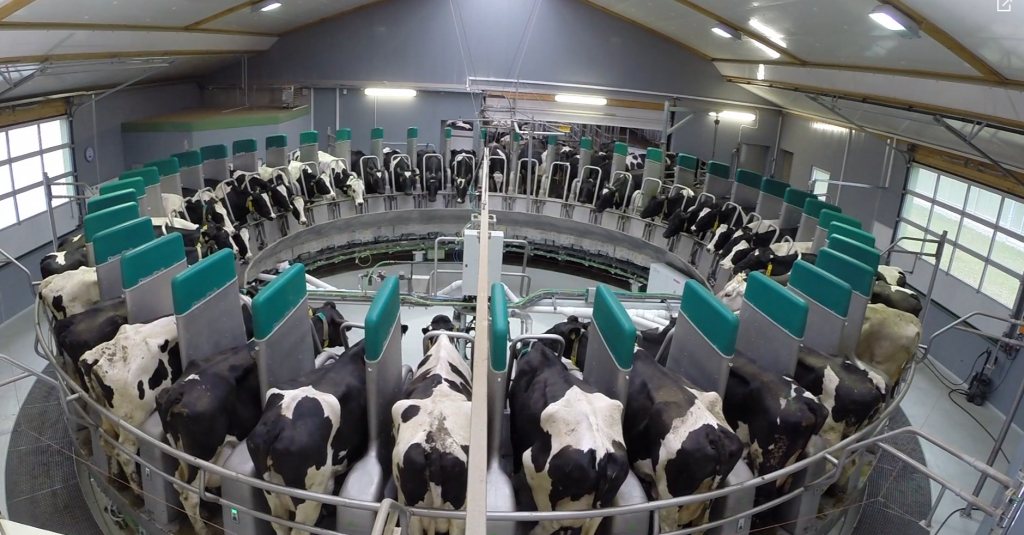 GEA Farm Technologies, dój krów, żywienie krów, monitoring krów, DairyFeed F4500, DairyProQ, CattleEye, bydło mleczne