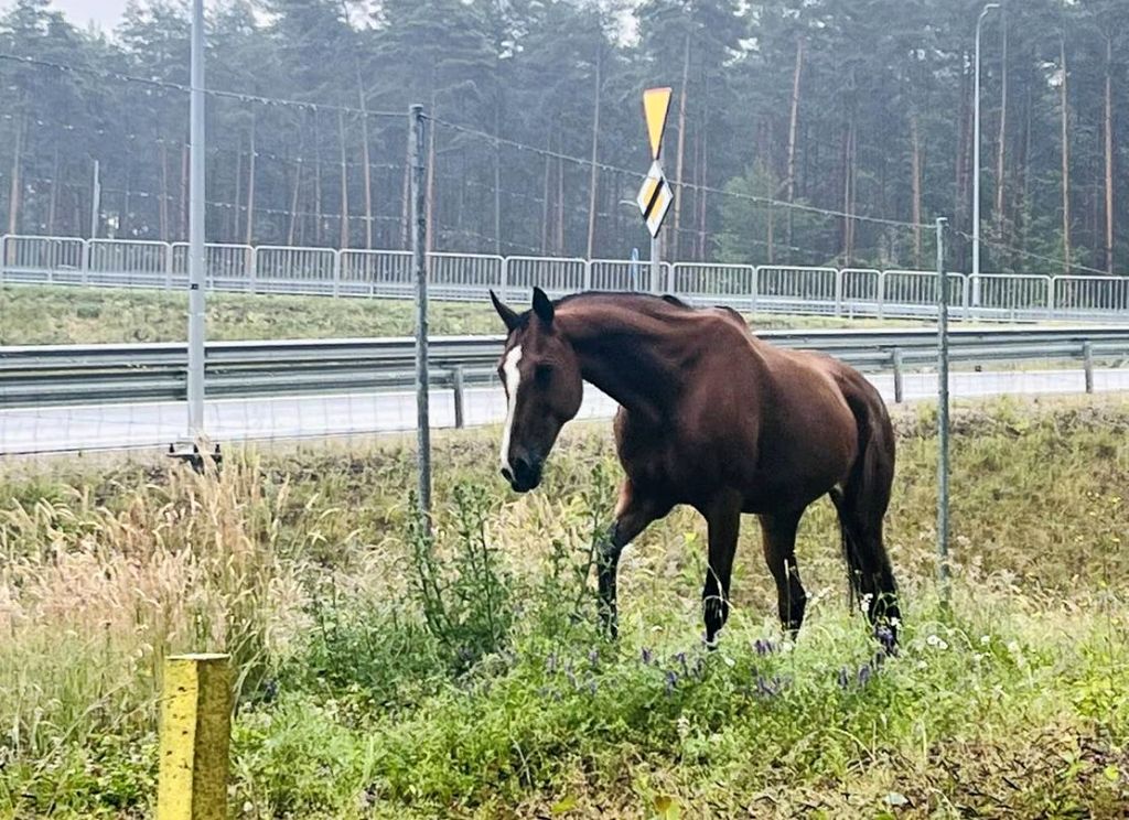 kpp wejherowo, koń, droga, ekspresówka