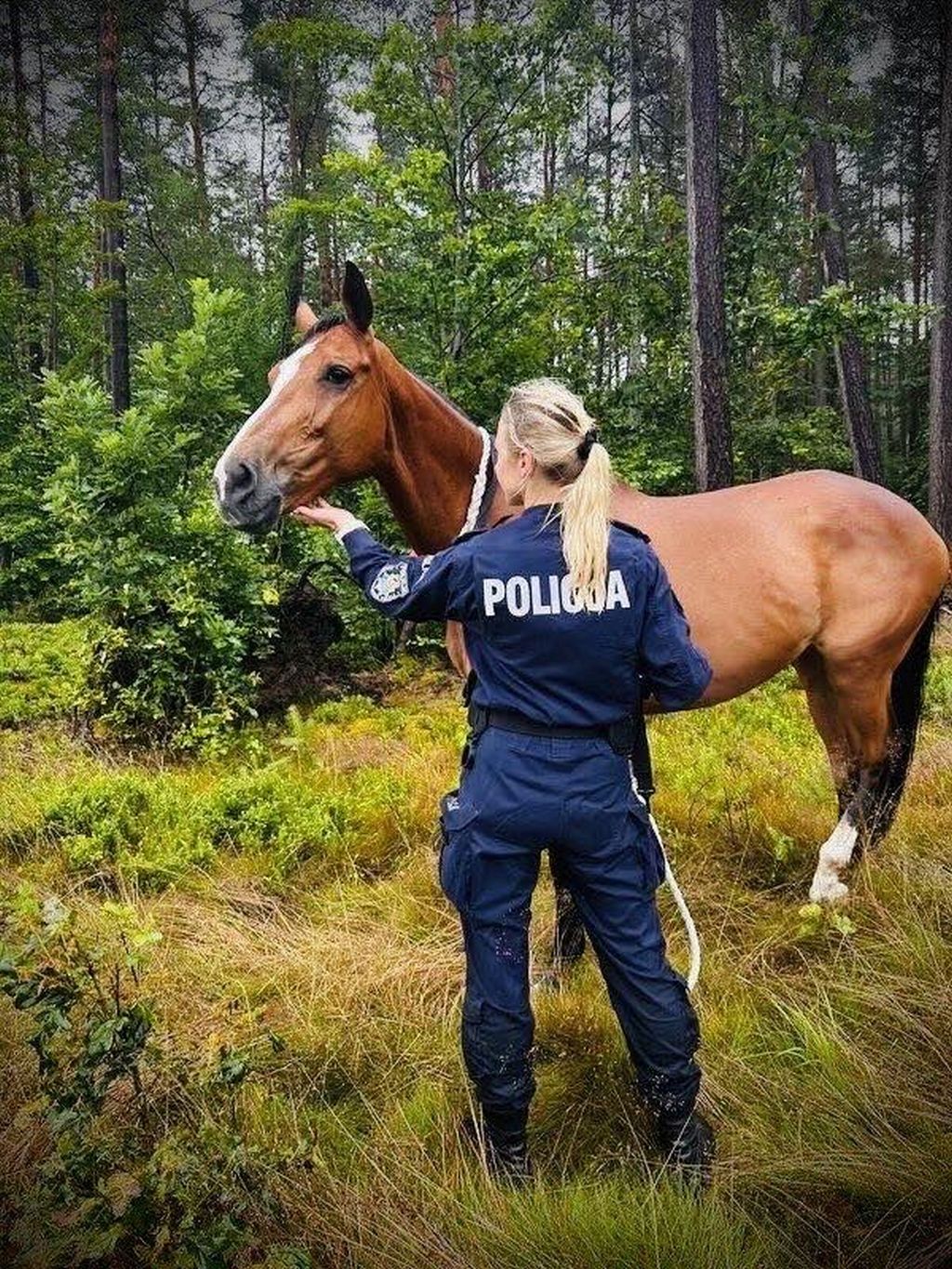 kpp wejherowo, koń, droga, ekspresówka