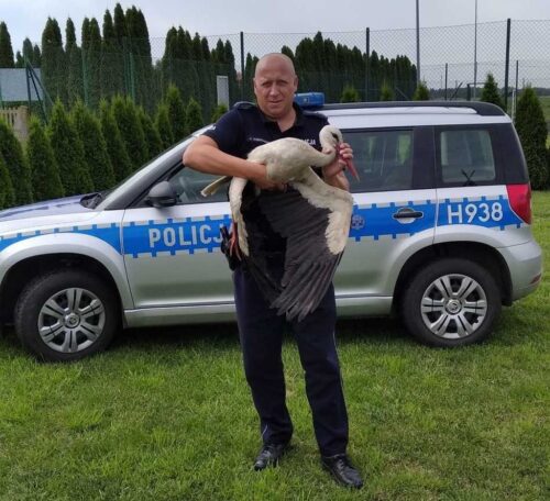 bocian, ranny bocian, policjant, dzielnicowy
