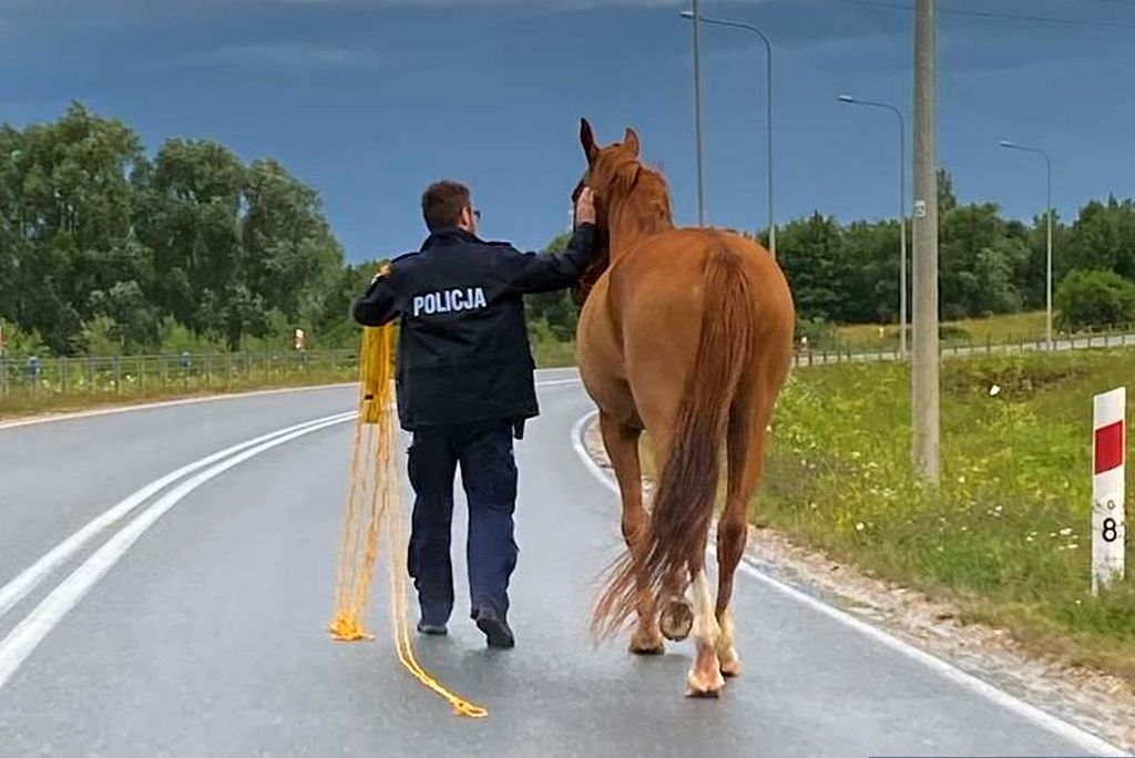 konie, koń, źrebaki, ucieczka