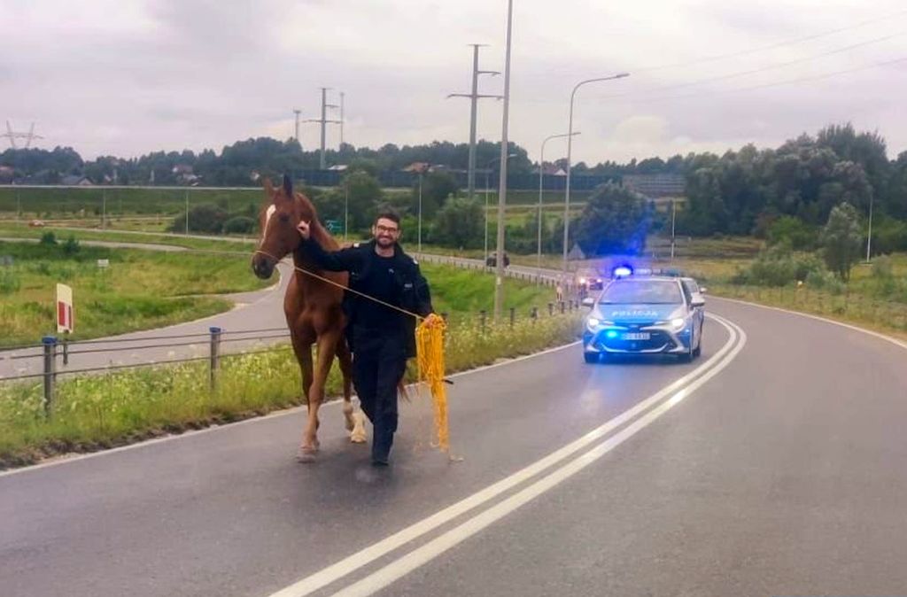 konie, koń, źrebaki, ucieczka