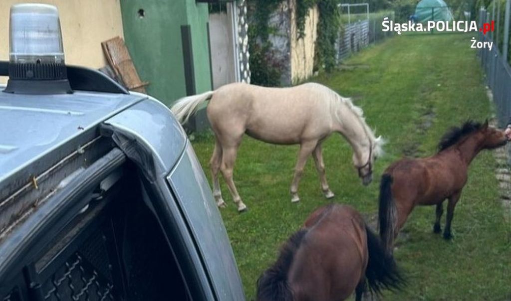 konie, koń, źrebaki, ucieczka