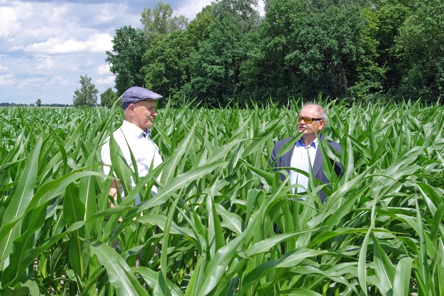 kukurydza, Dzień Kukurydzy, Pawłowice