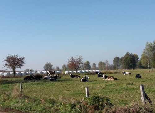 mrirw, arimr, dokumenty, informacje
