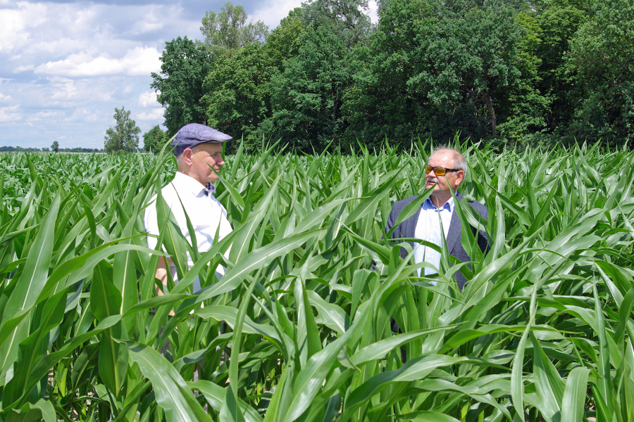 kukurydza, Pawłowice, Dzień Kukurydzy