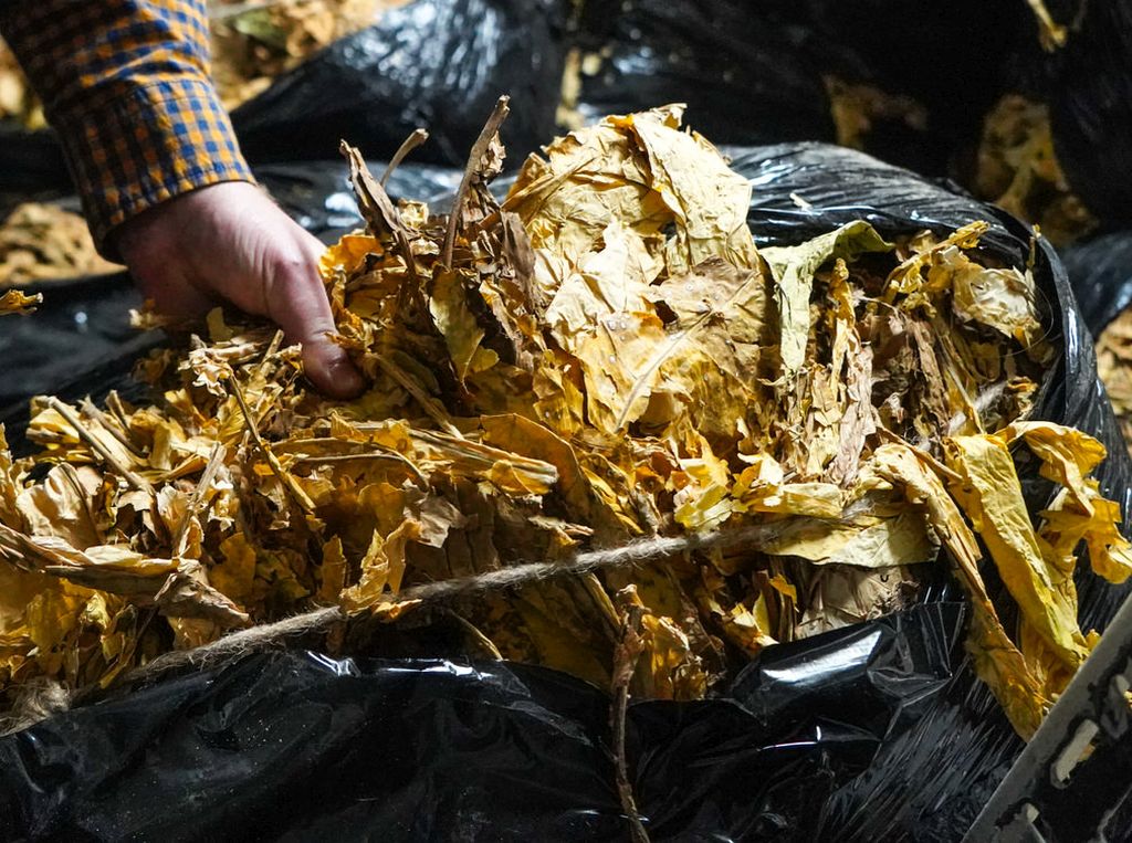 akcyza, tytoń, akcyza na tytoń, plantatorzy tytoniu