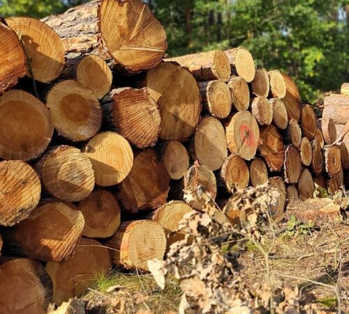 minister klimatu, hennig-kloska, moratorium leśne, ograniczenie wycinek