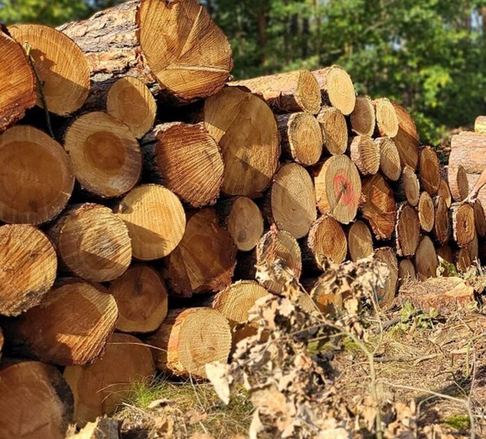minister klimatu, hennig-kloska, moratorium leśne, ograniczenie wycinek