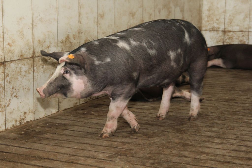 tuczniki, cena tuczników, wieprzowina, mięso wieprzowe, tuczniki w Niemczech, VEZG, żywiec wieprzowy, świnie