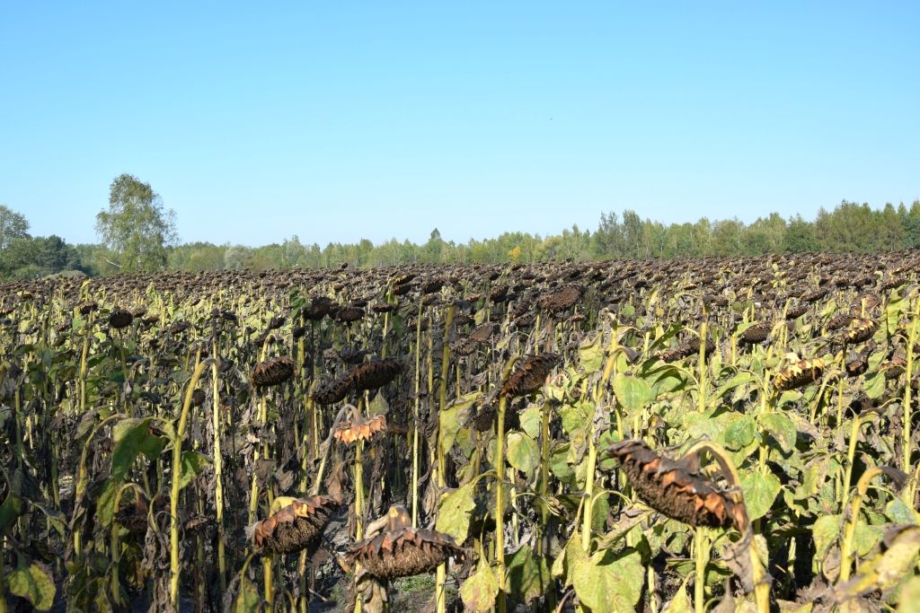 kradzież, plantacja, słonecznik, plantacja słonecznika