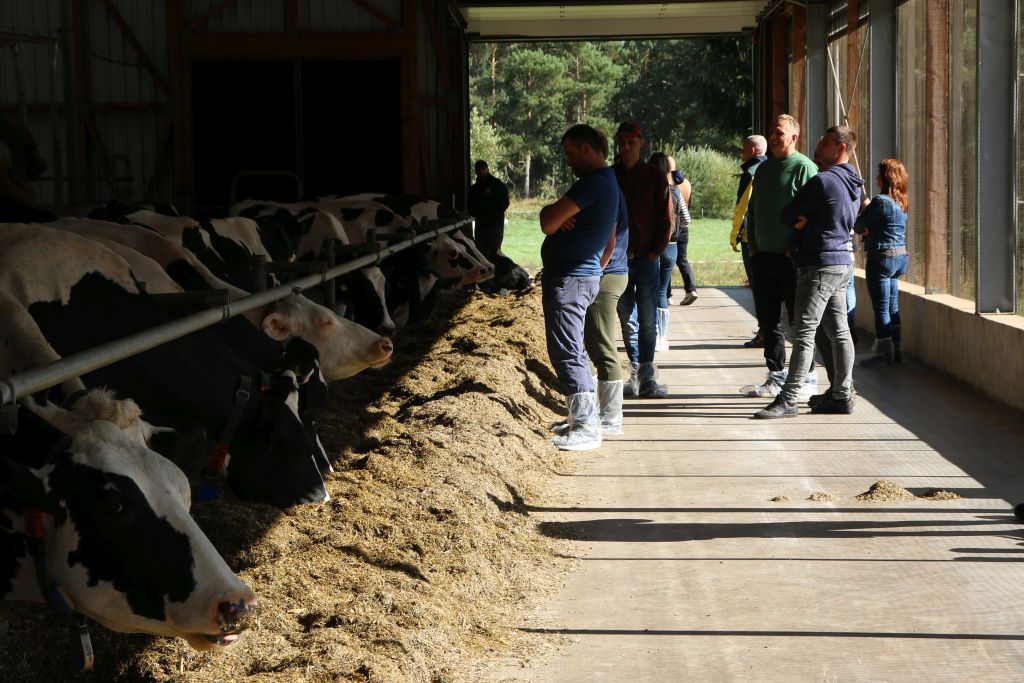 Agrifirm, koncept constant feeding, bydło mleczne, żywienie bydła