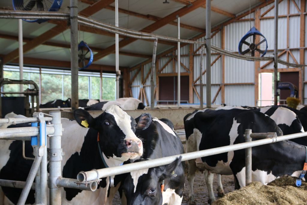 Agrifirm, koncept constant feeding, bydło mleczne, żywienie bydła