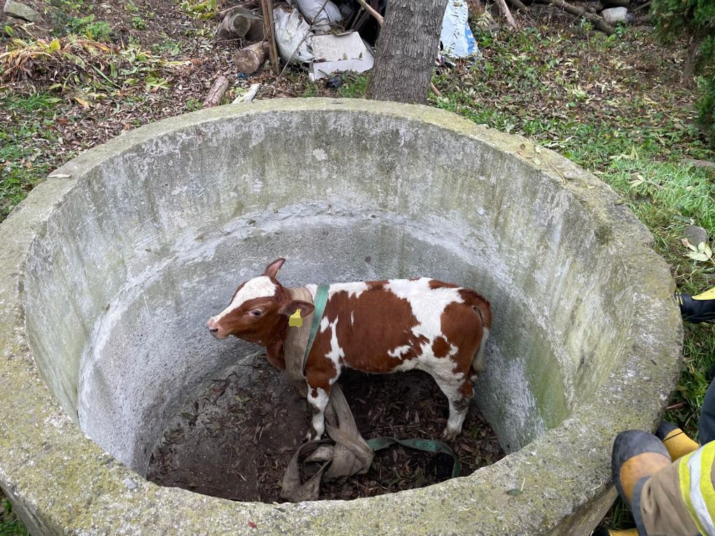 akcja ratunkowa, byk, zwierzę, gospodarstwa