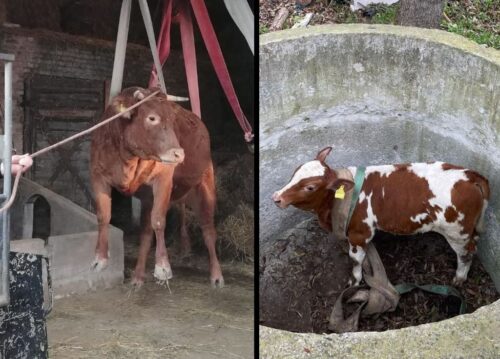 akcja ratunkowa, byk, zwierzę, gospodarstwa