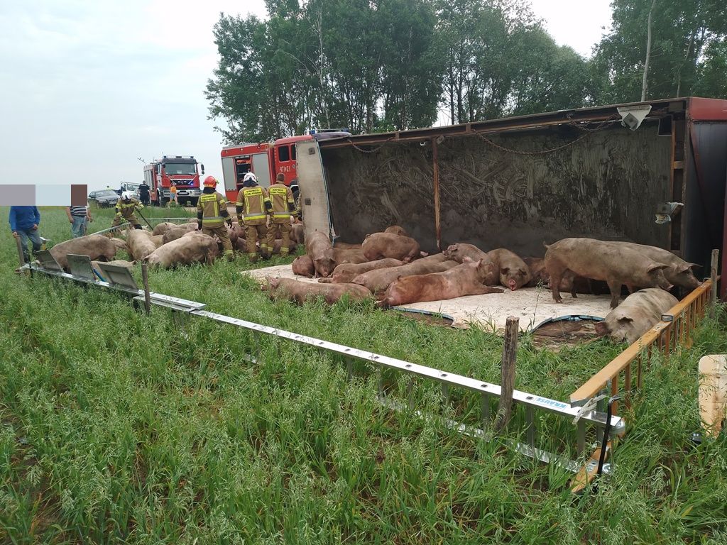 wywrócony tir, świnie, przewóz świń, droga ekspresowa