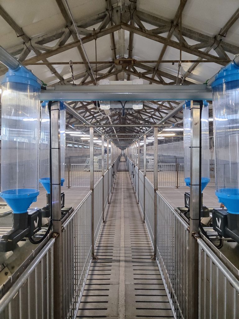 Agri Plus, ferma macierzysta, maciory, lochy, Topigs Norsvin, prosięta, produkcja prosiąt, ferma świń