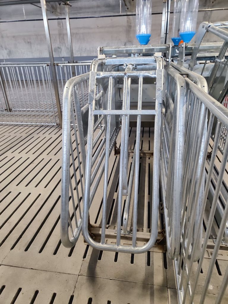 Agri Plus, ferma macierzysta, maciory, lochy, Topigs Norsvin, prosięta, produkcja prosiąt, ferma świń