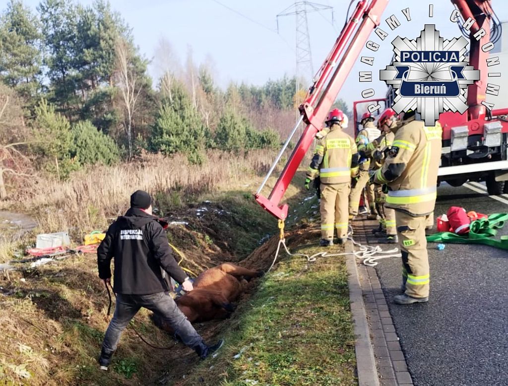 koń, ratowanie konia, policjanci, strażacy