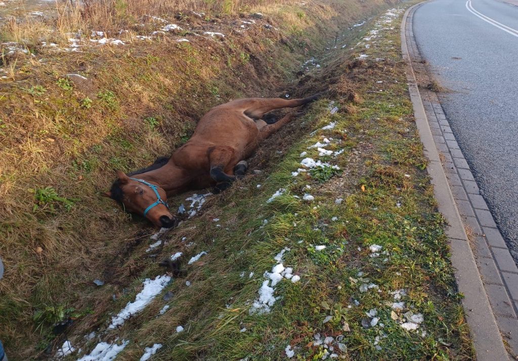 koń, ratowanie konia, policjanci, strażacy